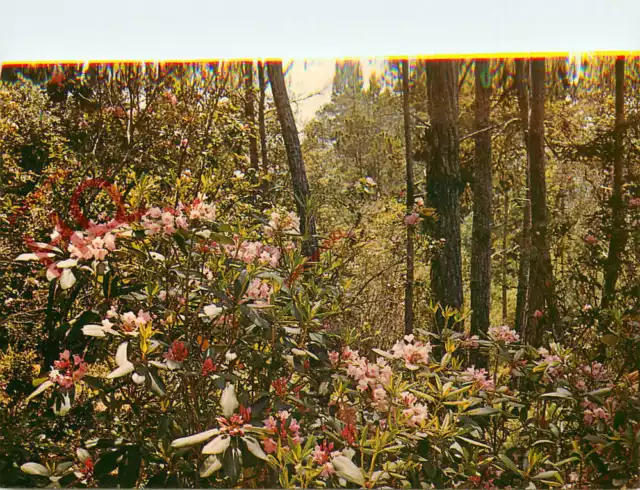 Picture Postcard>>California, Kruse Rhododendron State Reserve