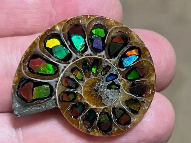 Spectacular Rare ,Ammolite(Canada)  Inlay In Fossil Ammonite(Madagascar)