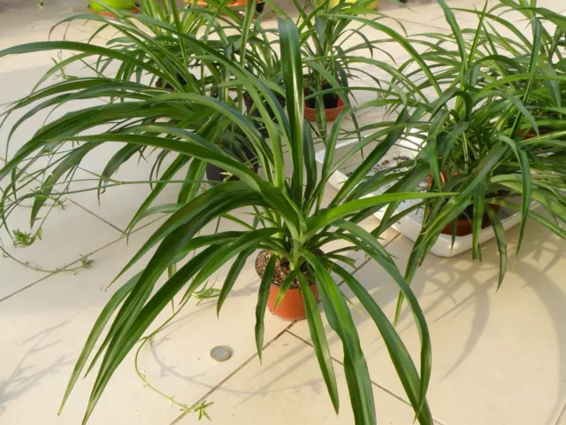 Plante verte chlorophytum