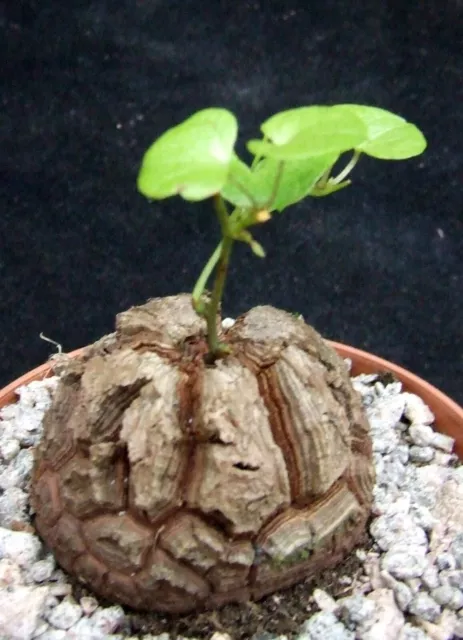 Dioscorea Elephantipes 4.9cm caudex collectors South African succulent / cactus