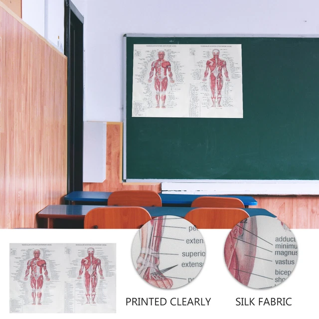 MUSCLE POSTER ANATOMY The Muscular System Chart Educational Student £6. ...
