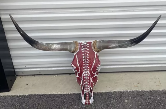 Steer Skull Long Horns Mounted 38” Cow Bull Taxidermy Longhorn