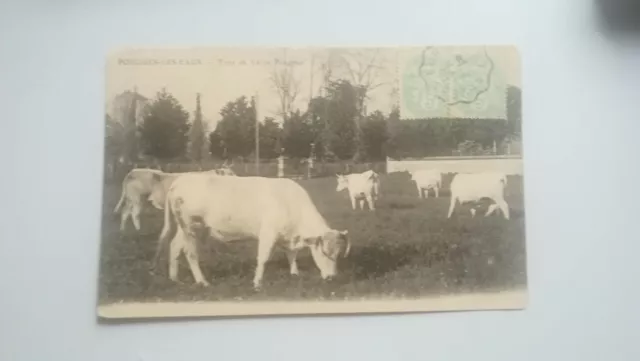 CPA - 58 NEVERS- Pougues-les-Eaux , Type de Vache Pougoise