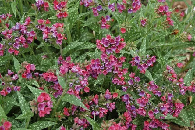 Pulmonaria saccharata  9cm pot - Lungwort - purple, red, pink & blue flowers