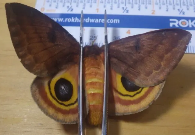 Captive Reared Female IO Silk Moth Automeris io Saturniidae Southeast Texas E270