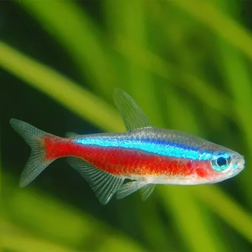 Group of 8+2 Live Juvenile Cardinal Tetras Freshwater Tropical Fish High Quality