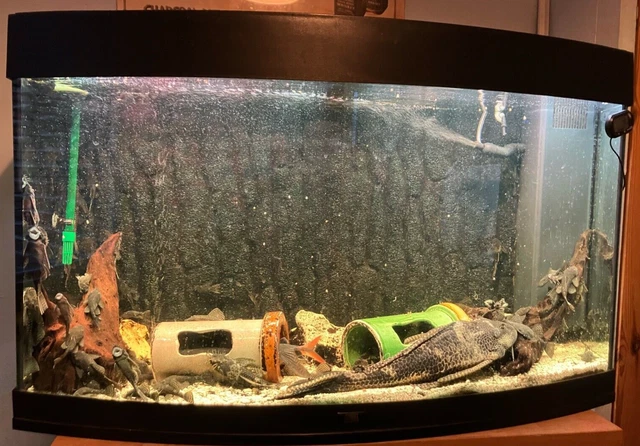 Juwel Vision 180 Fish Tank with Stand in Black (Complete Set Up With Fish)