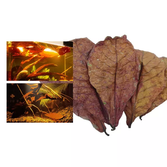 10-50x Almond Leaves Fish Aquarium Care Catappa Indian Ketapang Leaf ShrimpBetta