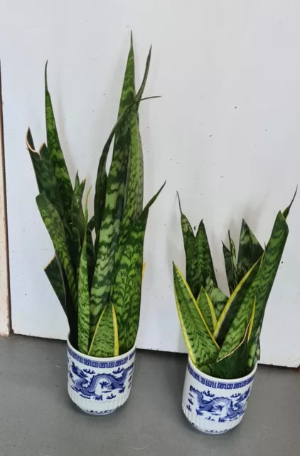 Snake Plant Dracaena Sanseviera