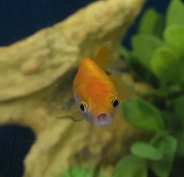 Live Ranchu Fancy Goldfish (2" Freshwater Aquarium Fish)  *PLS READ DESCR* 9