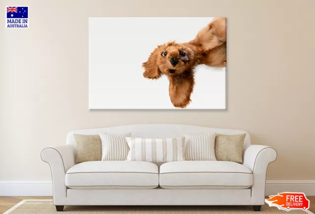 English cocker spaniel cute dog Wall Canvas Home Decor Australian Made Quality