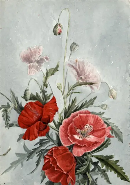 Poppies Floral Still Life - Flowers Study - Watercolour Painting - 1889