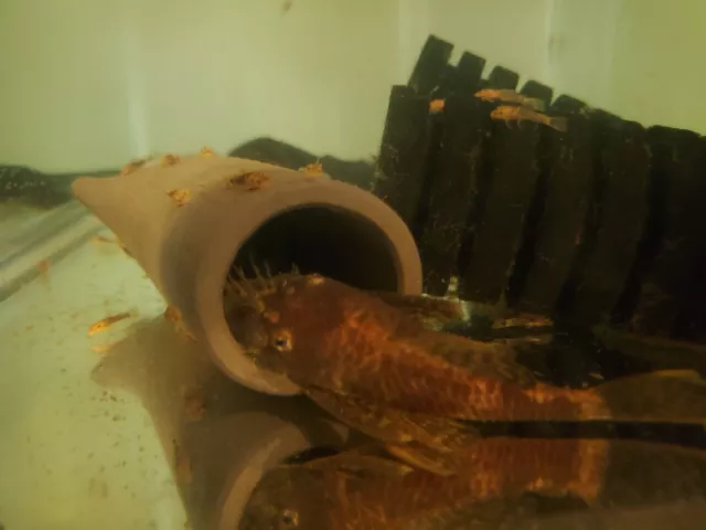 Super Red / Calico Breeding Pair - Bristlenose Pleco