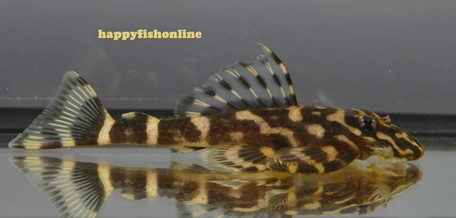 3 Wicked Looking L052 Atabapo Butterfly Plecos! Unsexed Young Adults Wc 8-10 Cm
