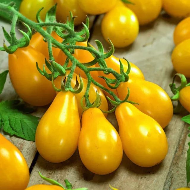 Tomato Yellow Pearshaped 20 seeds + FREE REUSABLE  PLANT LABEL