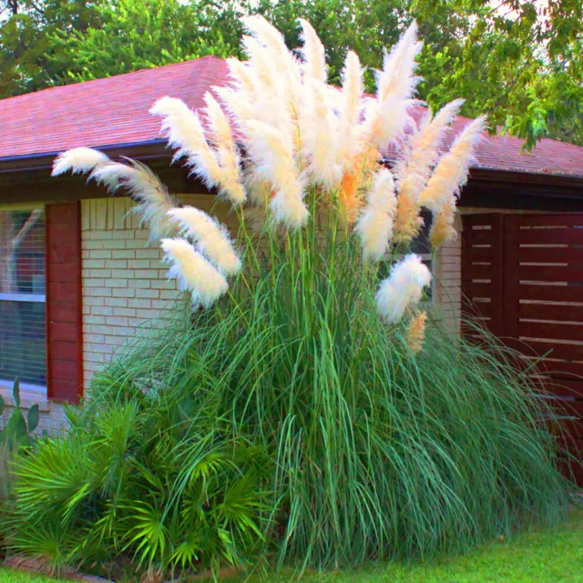 1 X White Alba Cortaderia Selloana Pampas Grass Pumila Tall Feathery Decorative 3