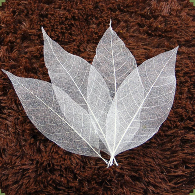 100 un. hojas secas árbol de goma muestra de hoja natural hágalo usted mismo suministros artesanales para Scr
