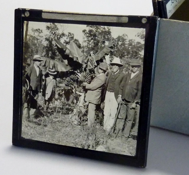AUSTRALIAN ANTIQUE/VINTAGE GLASS magic lantern SLIDE BANANA PLANTATION c1920