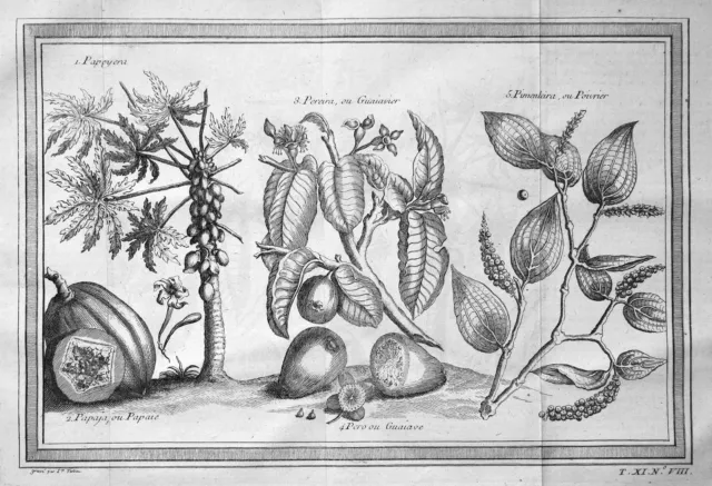 Papaya Guave Pfeffer guava pepper pimenta South America botany engraving 1750