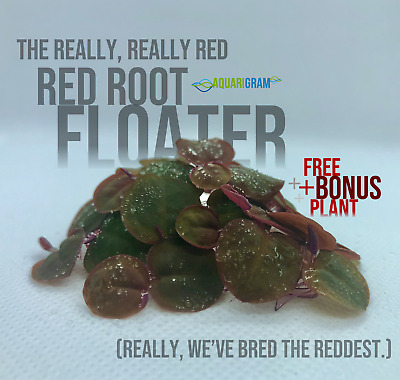 30+ Leaf Red Root Floaters (+FREE BONUS PLANT) Live Aquarium Floating Plant