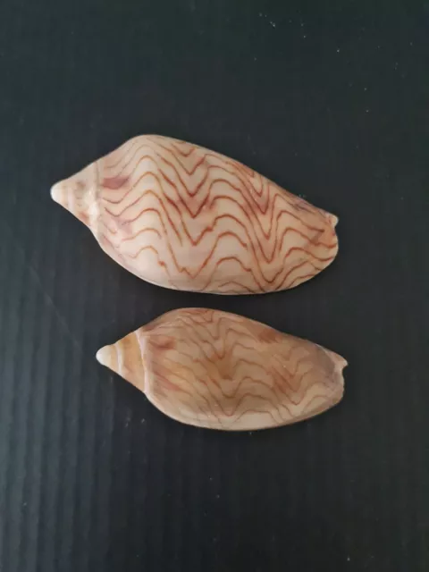 Australian wavy volute  ( Amoria undulate ) Rare Natural seashell