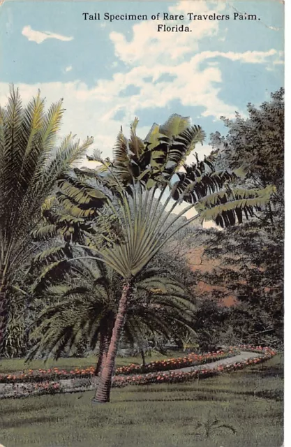 Rare Travelers Palm Florida Vtg Postcard CP313