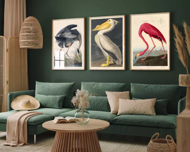 John James Audubon Set of Three Birds of America Paintings Art Print Poster