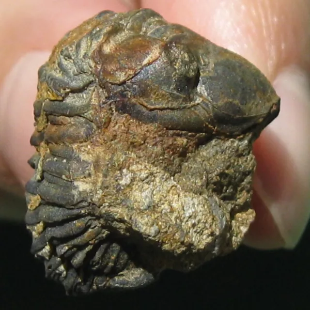 Ultra Rare Trilobite Fossil Proboloides cottreaui Bolivia