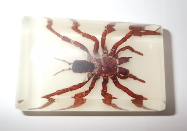 Insect Large Cabochon Tarantula Spider Rectangular 86x54 mm on white bottom 2