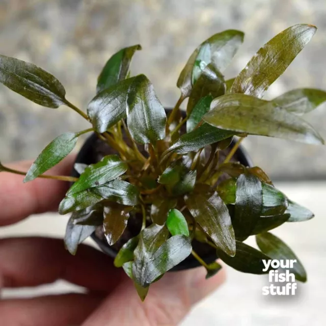 Cryptocoryne wendtii 'Brown Indo' Pot Live Aquarium Plant BUY 1 GET 1 at 50% Off