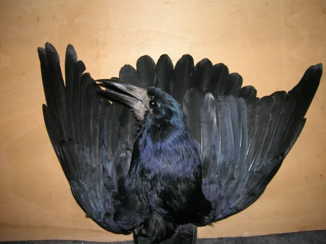 taxidermy crow magpie raven    roock crow vintage