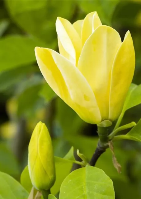 Magnolia 'Daphne' Yellow NEW Rare Variety XXXL 3Lt Pot Tree Plant to Your Door