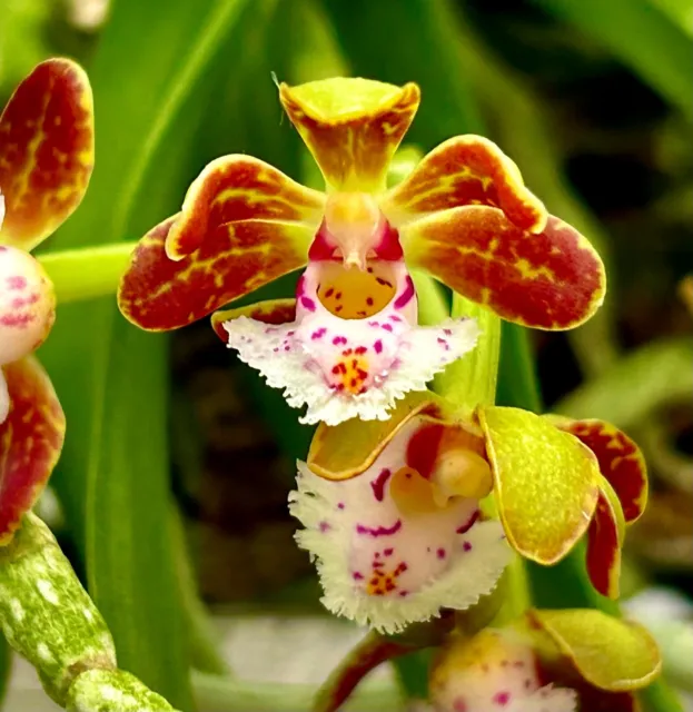 Gastrochilus Species blühfähig XL Pflanze aufgebunden Orchidee Vanda Renanthera