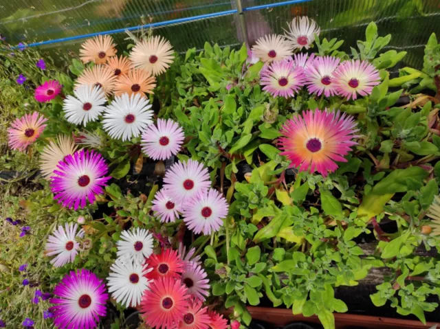 MITTAGSBLUMEN BUNT 100 Samen aus bioveganem Naturgarten Zierblumen Bienenweide