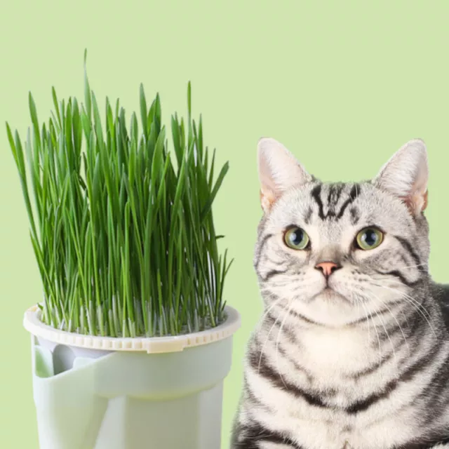 Scatola per piantagione di snack per gatti colorata vaso pigro senza suolo idroponico gatto #EL