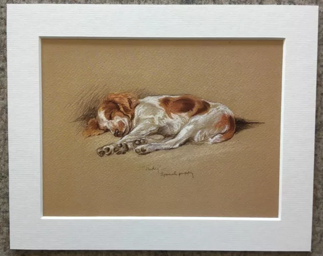 Lucy Dawson (Mac) Judy, A Spaniel Puppy - 8"x10" Mounted Art Print - Dog Picture