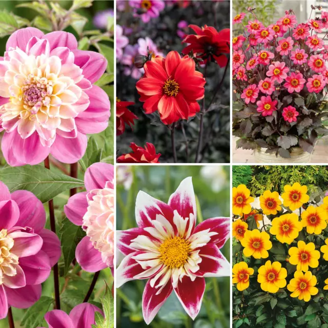 Premium Dahlia Tubers Grow Tall & Strong Variety of colour, flower size & Height