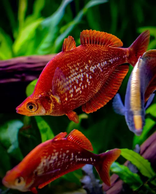 6 X RED Rainbow Fish Glossolepis Incises 4cm £50.00 - PicClick UK