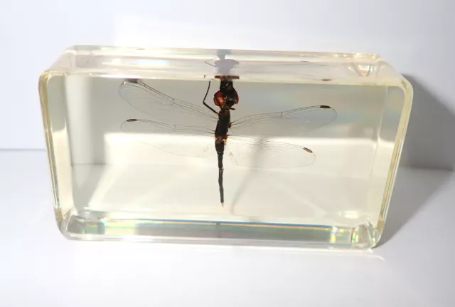 Fruh Dragonfly Specimen in Amber Clear Lucite Block Teaching Kit BK2A