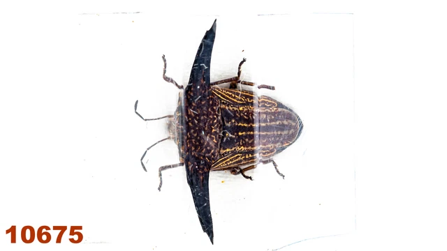 Heteroptera Pentatomidae:  sp.  A2, 9 mm , 1 pc