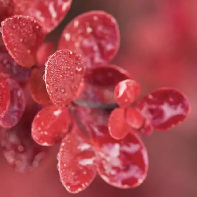 Berberis Thunbergii Cv. Atropurpurea 40-60cm - purple Japanese Barberry