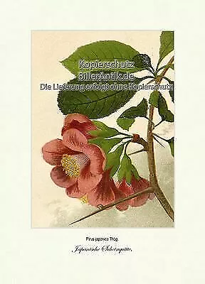 Japanische Scheinquitte Pirus japonica Zierquitten Wildobst Vilmorin A4 317