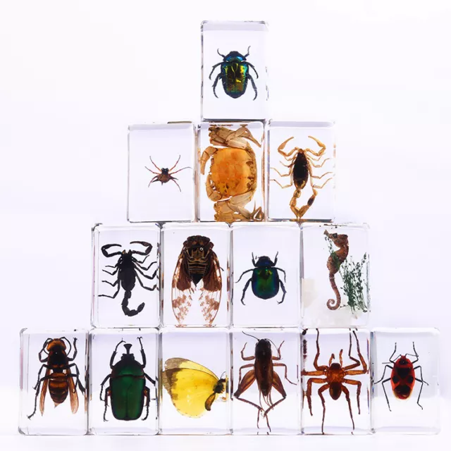 Real insect In Resin Insects In Resin insect Specimen Collection random style Ho