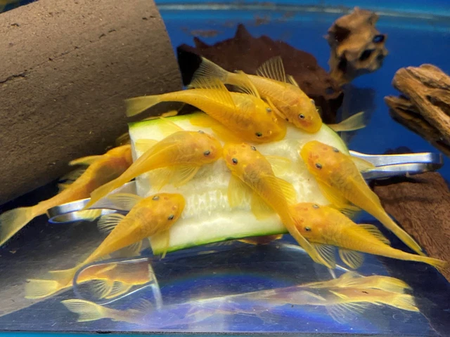 BLUE EYE LEMON YELLOW L144 Bristlenose Plecostomus 1-1/2 inch+ (2 Pack) LF Genes 9