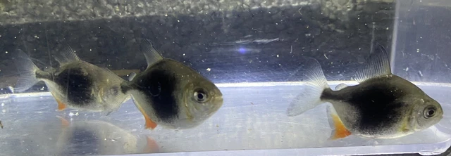 3 Pack Blackberry Silver Dollar - (M. schomburgki) -Live Fish  1.5”+  WYSIWYG