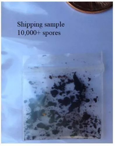 Portabella (Portobello) Mushroom Spores, 10,000 Spores 2