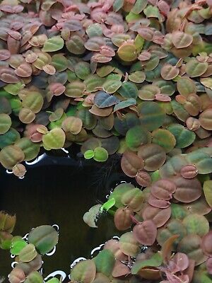 Red Root Floaters Live Aquarium Floating Plant, 3 oz. (1/4) cups portion