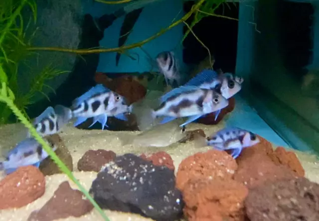 Black Widow Frontosa Cichlid / Cyphotilapia frontosa sp. - Live Freshwater Fish