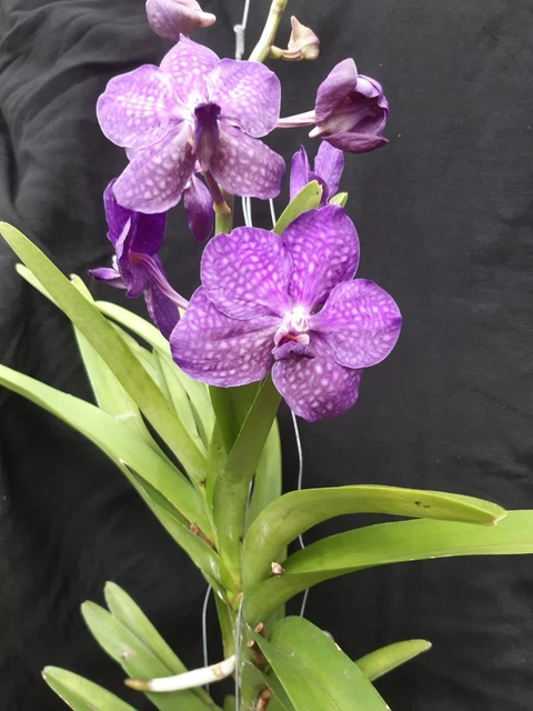 Duft Orchidee Mit 2 Rispen - Zufällige Farbe Im 12cm Topf, Ca. 50cm Hoch