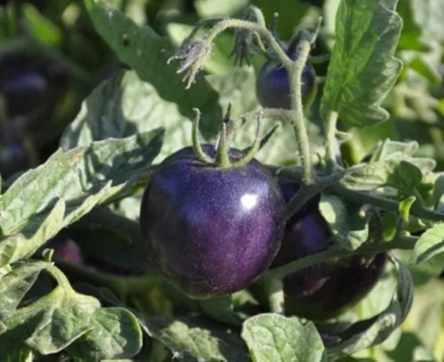 6 graines de TOMATE INDIGO ROSE (Lycopersicum esc.) K70 BLUE TOMATO SEEDS SAMEN